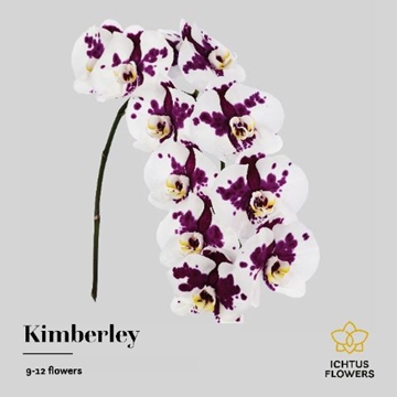 Phalaenopsis Kimberly 75cm 9/12bl