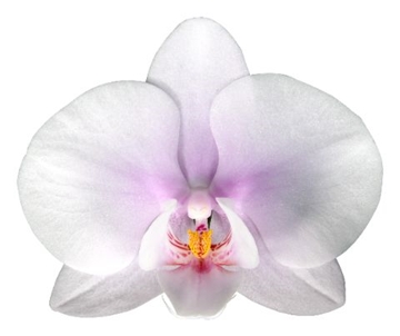 Phalaenopsis White 66cm 9/12bl