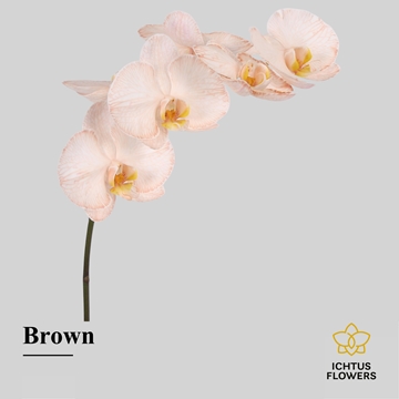 Phalaenopsis White 75cm 9/12bl