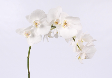 Phalaenopsis White 55cm 8/10bl