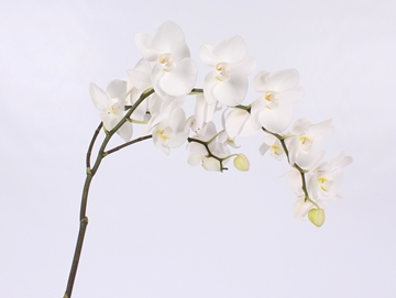 Phalaenopsis White 65cm 9/12bl