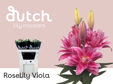 Lilium Or Double Viola 80cm 3/5bl