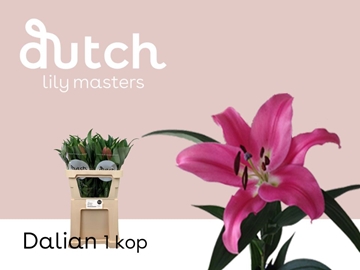 Lilium Ot Dalian 80cm 1bl