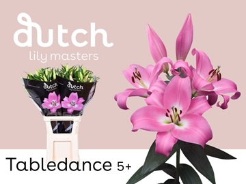Lilium Ot Tabledance 90cm 5/7bl
