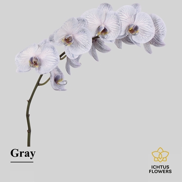 Phalaenopsis White 75cm 9/12bl