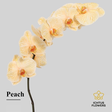 Phalaenopsis White 75cm 9/12bl