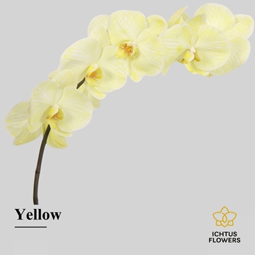 Phalaenopsis White 55cm 8/10bl