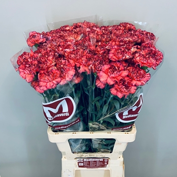 Dianthus St Extravaganza 60cm
