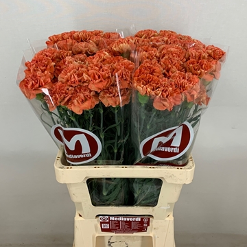 Di St Orange Fox 60cm