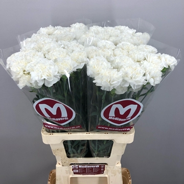Dianthus St Antarctica 60cm