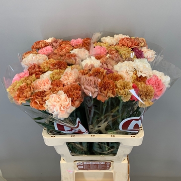 Dianthus St Mixed In Bunch 60cm