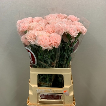 Dianthus St Hanoi 60cm