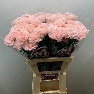 Dianthus St Hanoi 60cm