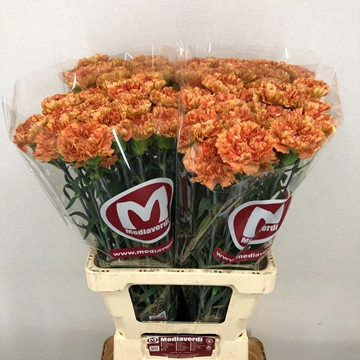 Dianthus Dafne 60cm
