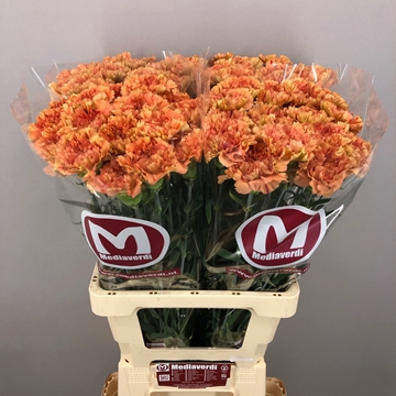 Dianthus Dafne 60cm