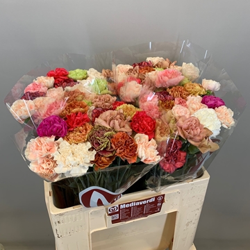 Dianthus St Mixed In Bunch 50cm
