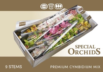 Cymbidium Asst 10bl