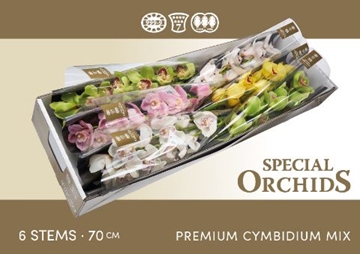 Cymbidium Asst 10bl