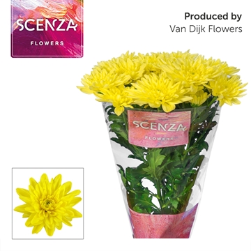 Chrys Spray Baltica Yellow 75gram