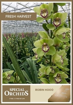 Cymbidium Robin Hood 60 Cm - 8/11bl