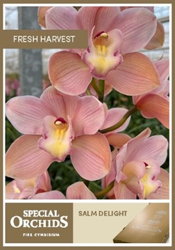 Cymbidium Salmon Delight 80 Cm - 12/15bl