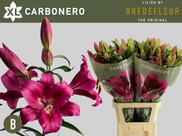 Lilium Ot Carbonero 100cm 5/7bl