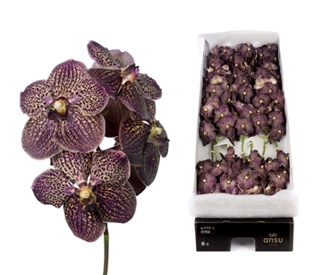 Vanda Chocolate Brown 30cm