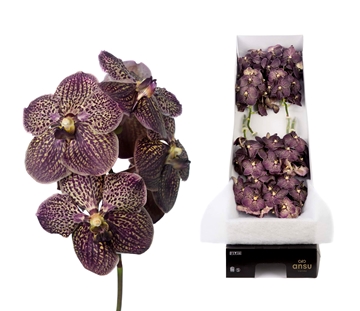 Vanda Chocolate Brown 30cm