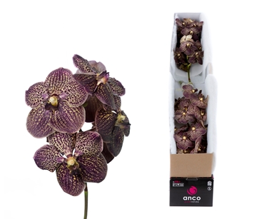 Vanda Chocolate Brown 30cm
