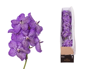 Vanda Asst 20cm