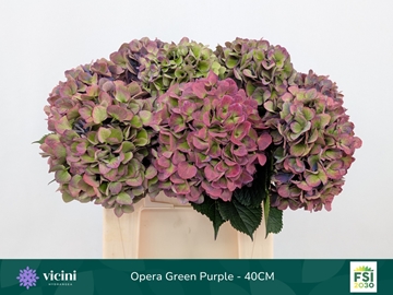 Hydr M Roy Opera Cl 40cm 16Ø