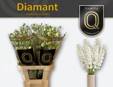 Delphinium El Delphi Diaman 90cm
