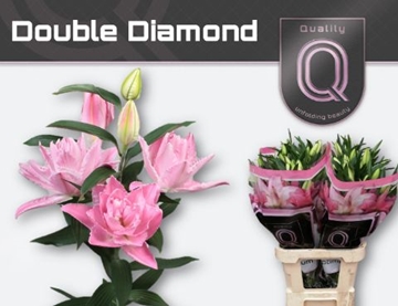 Li Or Du Dou Diamond 85cm 2/4bl