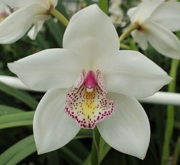 Cymbidium No.60 60 Cm - 8/11bl