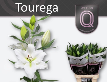 Lilium Or Tourega 80cm 4/5bl