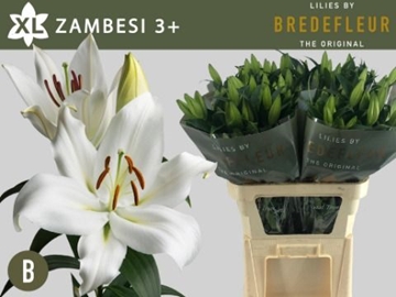 Lilium Ot Zambesi 70cm 3/5bl
