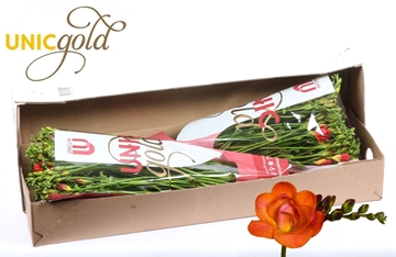 Freesia Double Mandarin 22gram