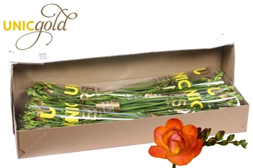 Freesia Double Mandarin 22gram