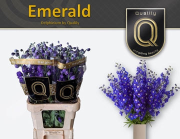 Delphinium El Delphis Emerald 80cm