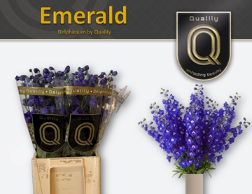 Delphinium El Delphis Emerald 70cm