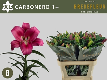 Lilium Ot Carbonero 70cm 2/4bl