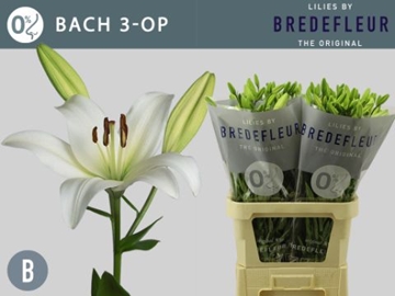 Lilium La Bach 80cm 3/5bl