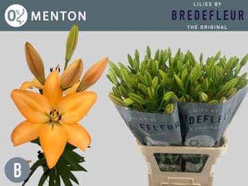 Lilium La Menton 90cm 4/5bl