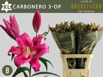 Lilium Ot Carbonero 90cm 3/5bl