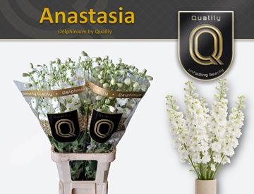 Delphinium Elatum Dewi Anastasia 100cm