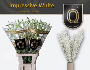 Delphinium El Dewi Impr White 100cm