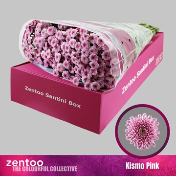 Chr S Kismo Pink