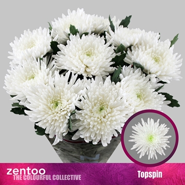 Chrys Single Topspin 70cm 85gram