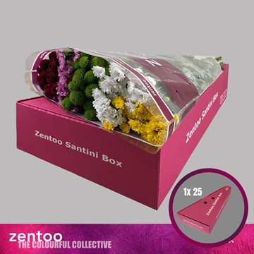 Chrysanthemum Santini Rainbow