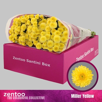 Chr S Miller Yellow